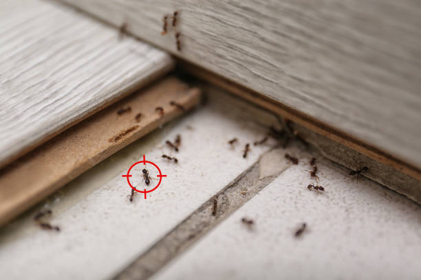 Best Emergency Pest Control  in Pigeon, MI