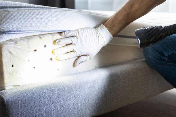 Best Bed Bug Extermination  in Pigeon, MI