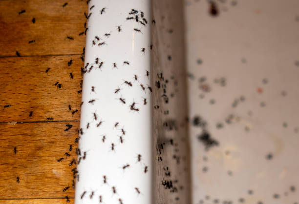 Best Rat Extermination Near Me  in Pigeon, MI