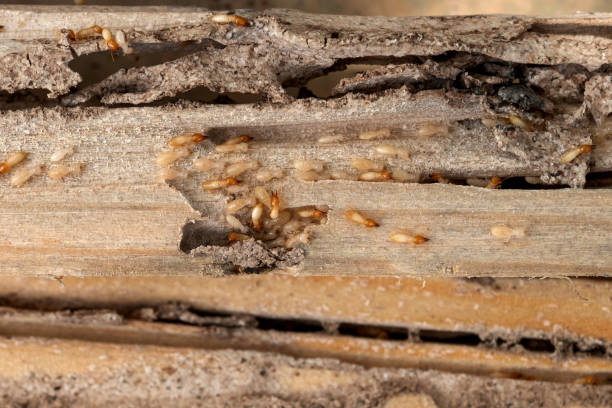 Best Cockroach Control Services  in Pigeon, MI