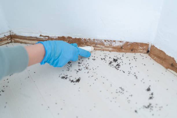 Best Ant Control Services  in Pigeon, MI